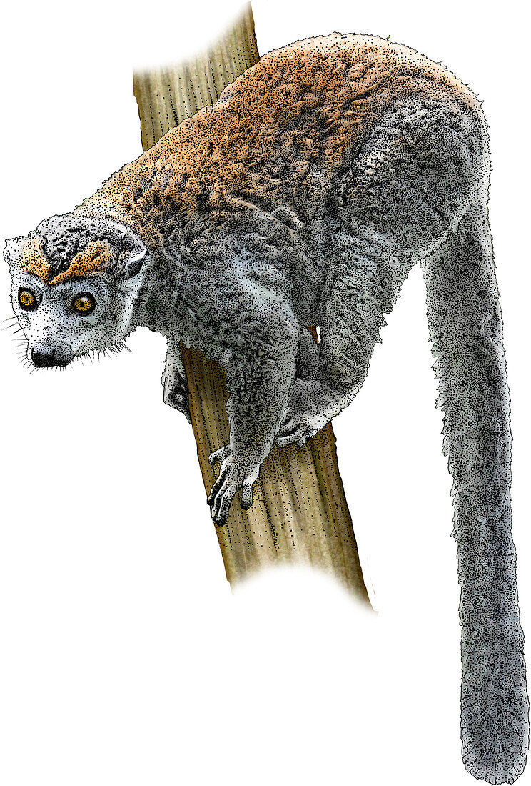 Crowned Lemur,Illustration