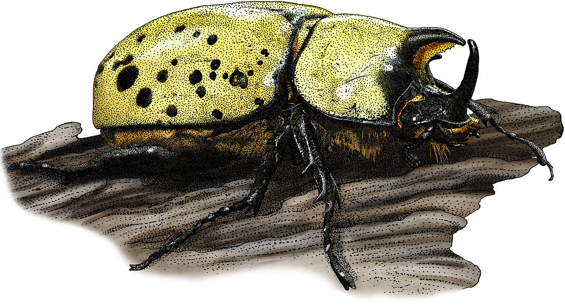 Eastern Hercules Beetle,Illustration