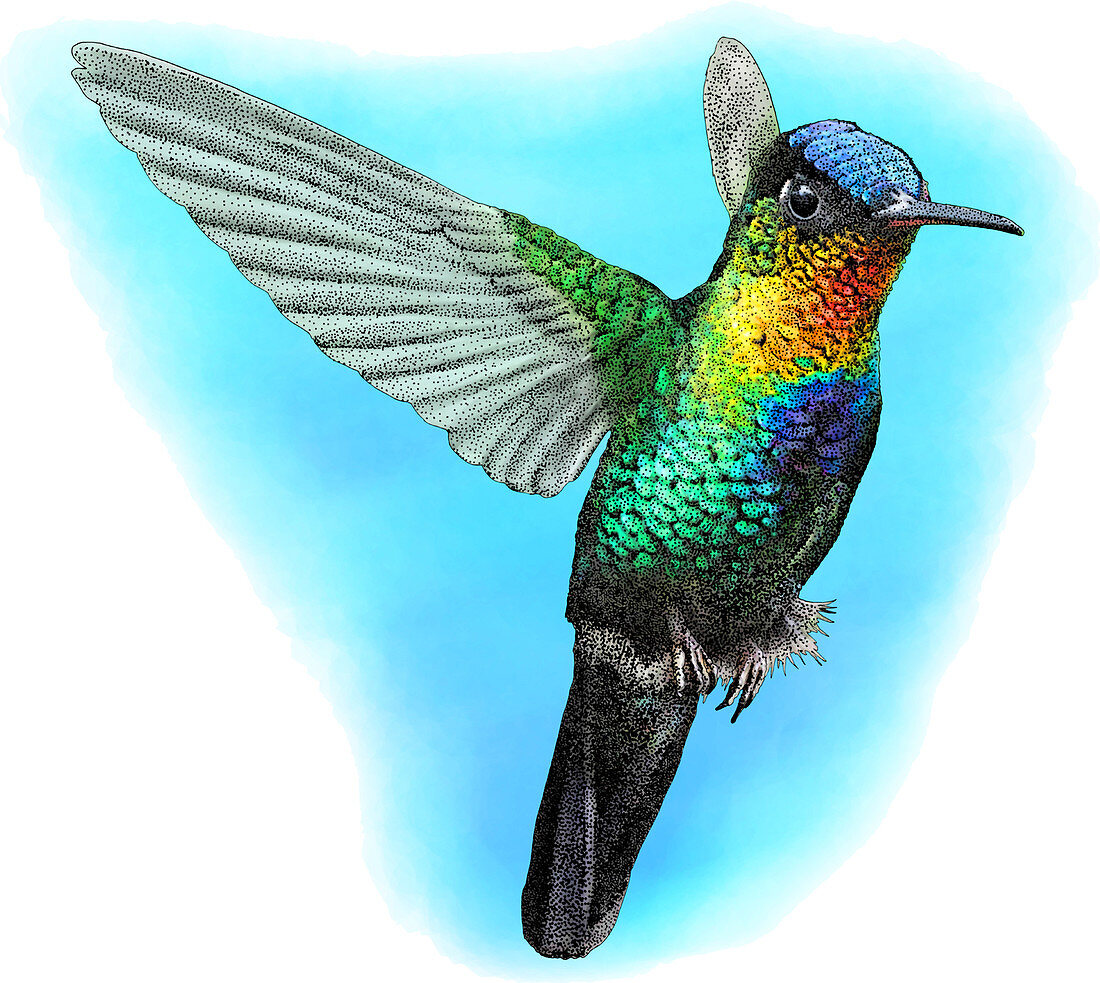 Fiery-throated Hummingbird,Illustration