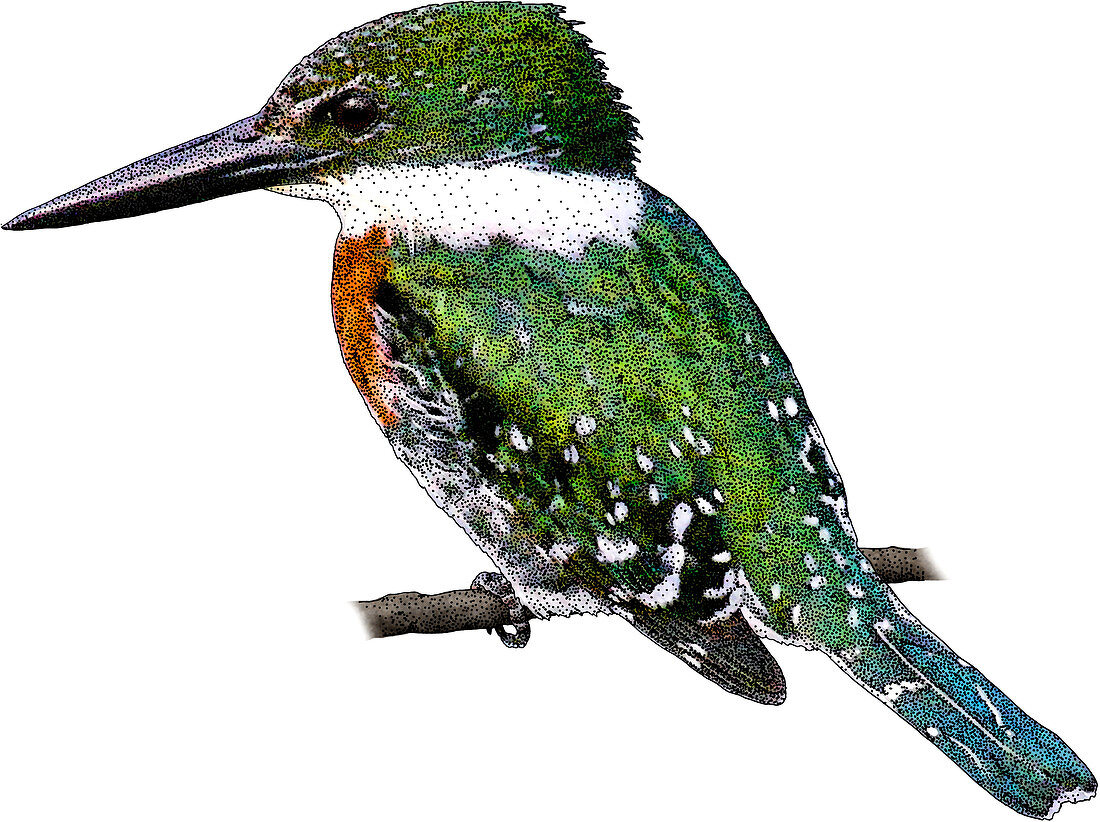 Green Kingfisher,Illustration