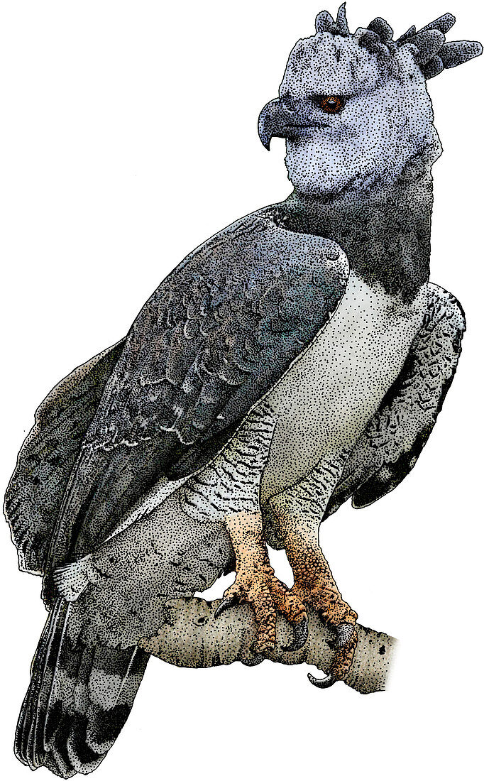 Harpy Eagle,Harpia harpyja,Illustration