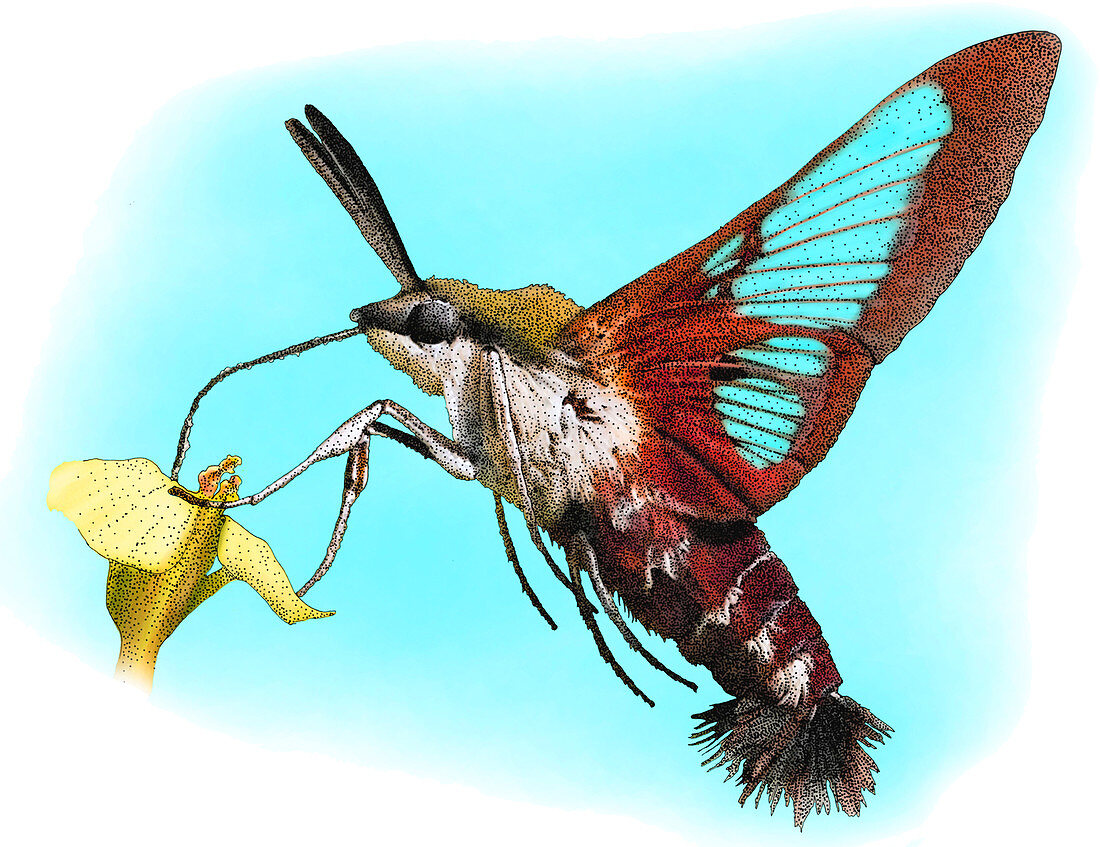 Hummingbird Clearwing,Illustration