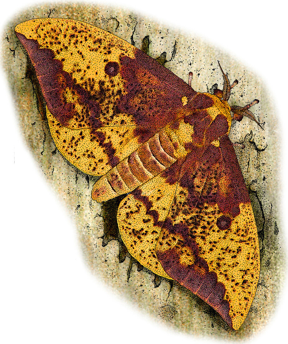 Imperial Moth,Illustration