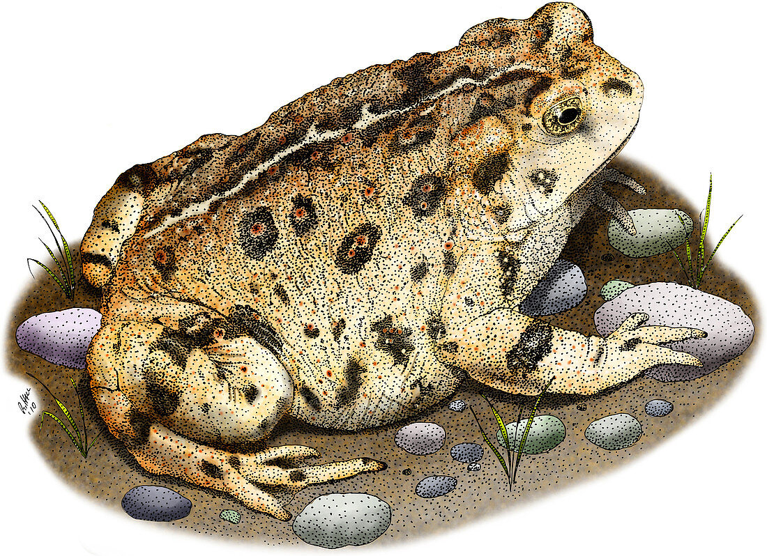 Western Toad,Illustration