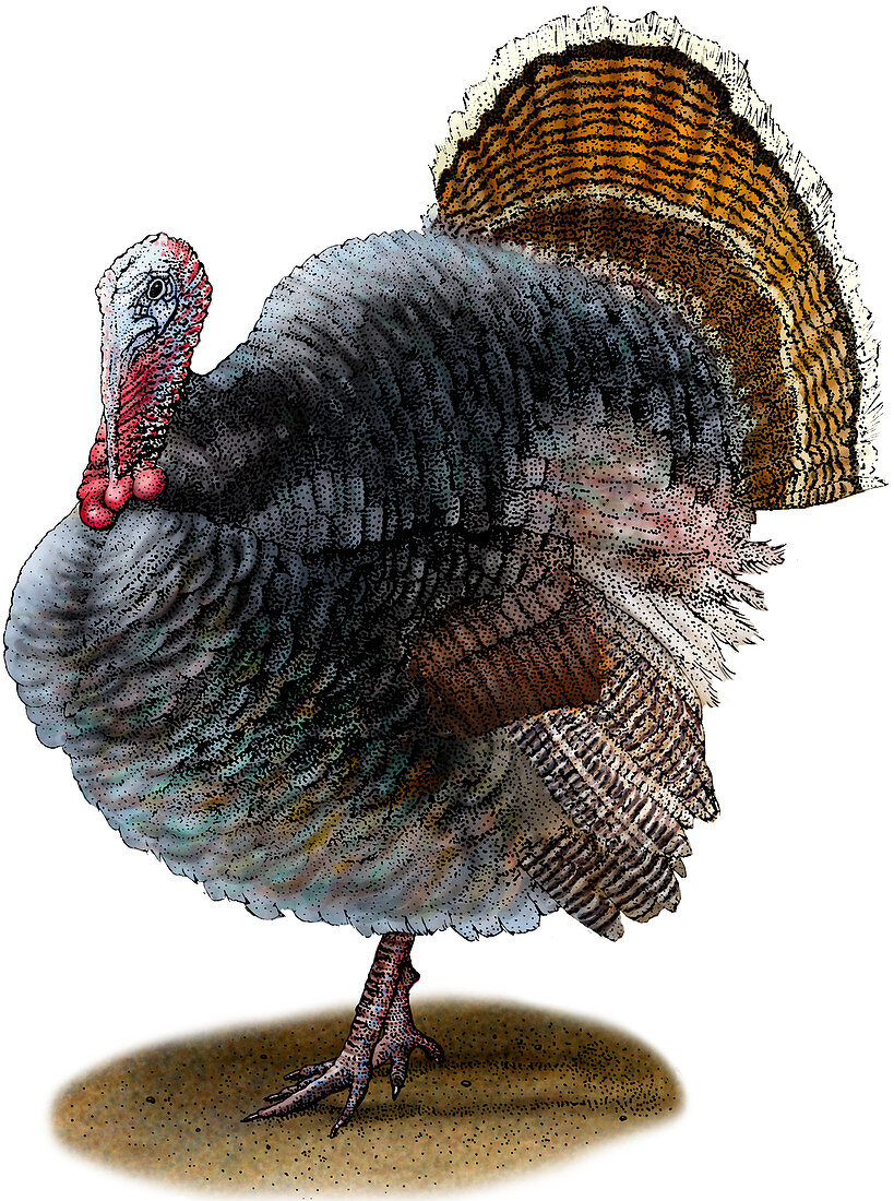 Wild Turkey,Illustration