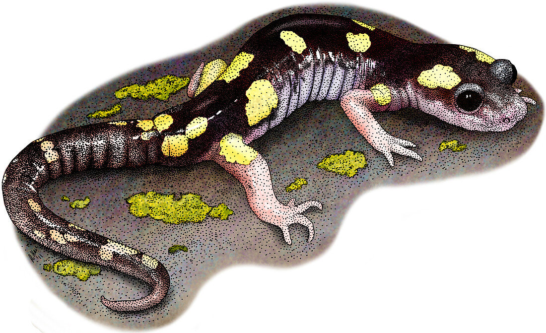 Yellow-blotched Ensatina,Illustration