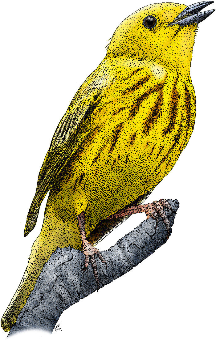 Yellow Warbler,Illustration