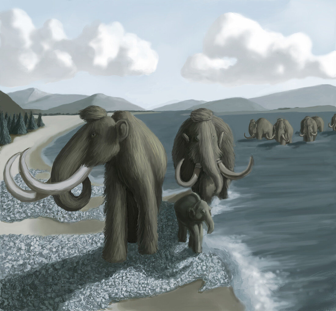 Mammoth,Illustration