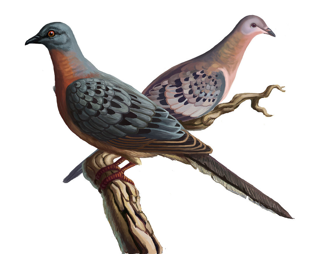 Passenger Pigeon,Illustration