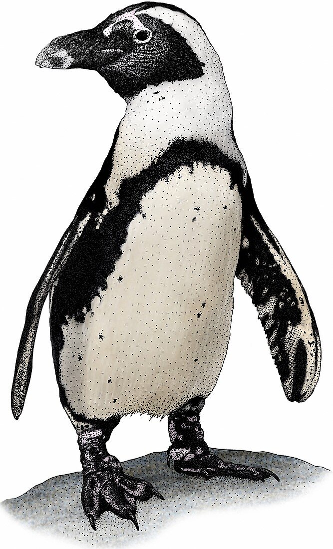 African penguin,Illustration