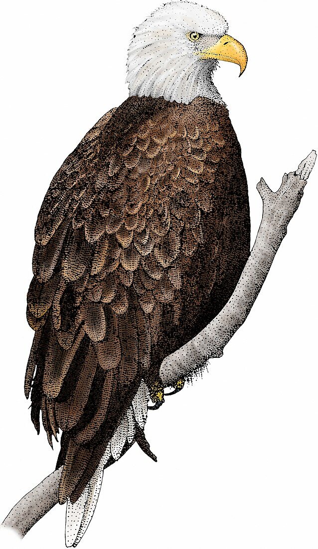 American bald eagle,Illustration