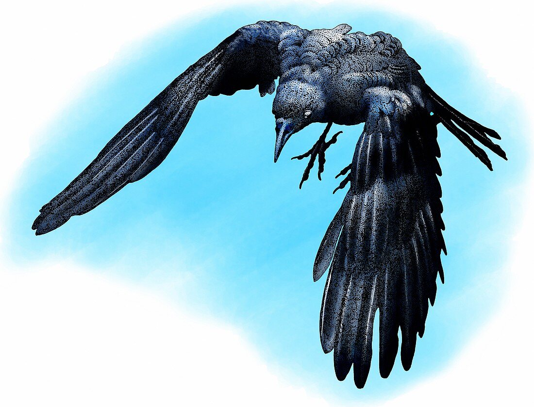American crow,Illustration