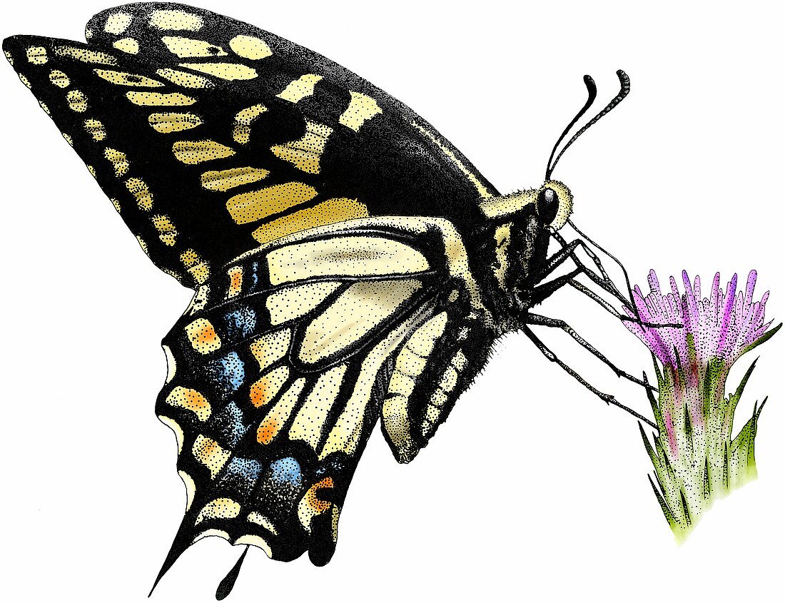 Anise swallowtail butterfly,Illustration