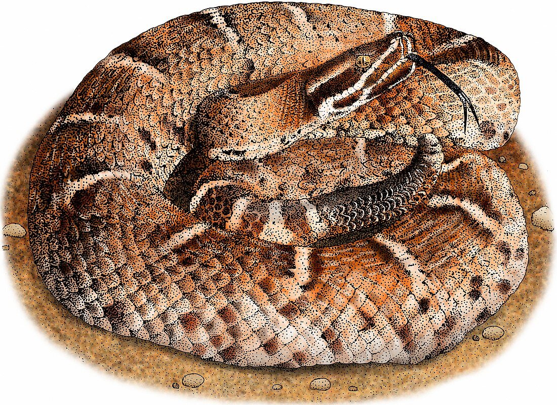 Ridge-nosed rattlesnake,Illustration