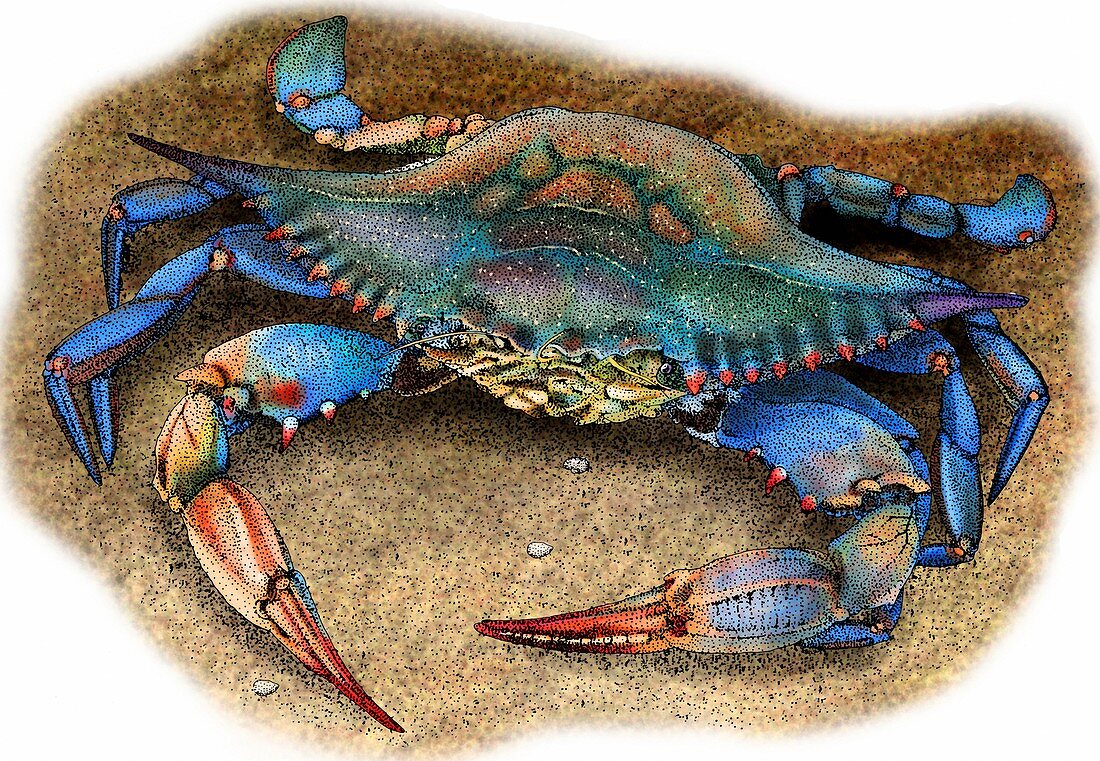 Atlantic blue crab,Illustration