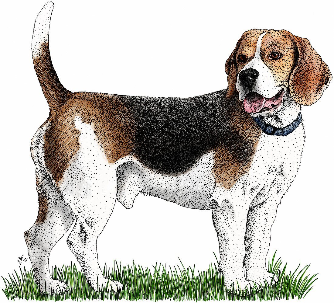 Beagle,Illustration