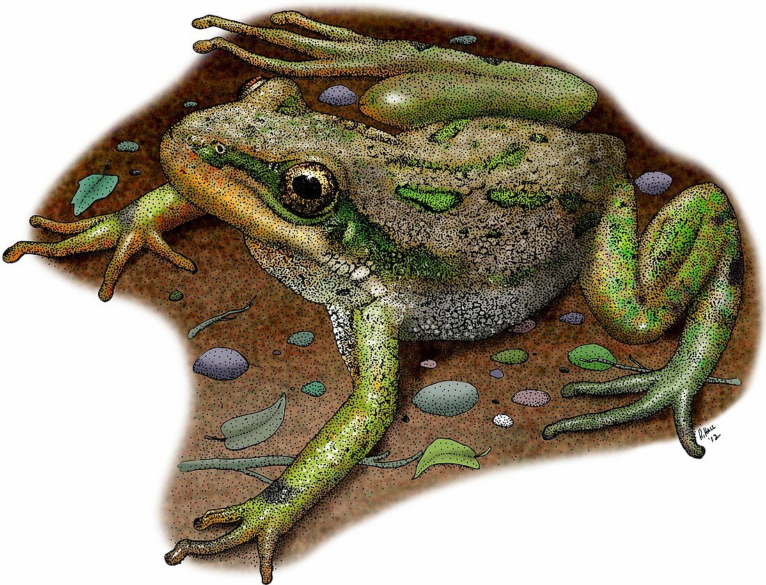 Boreal chorus frog,Illustration