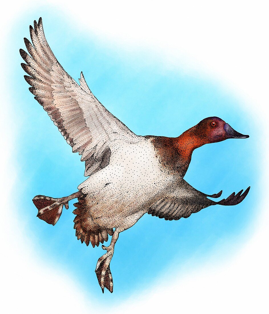 Canvasback duck,Illustration