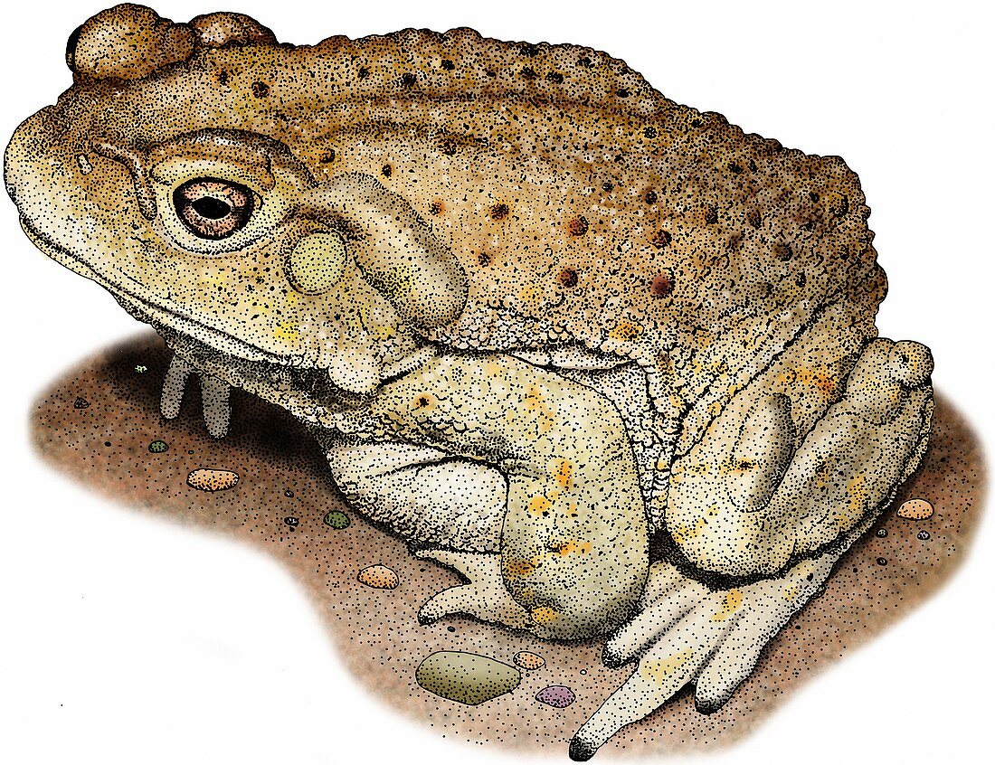 Colourado river toad,Illustration