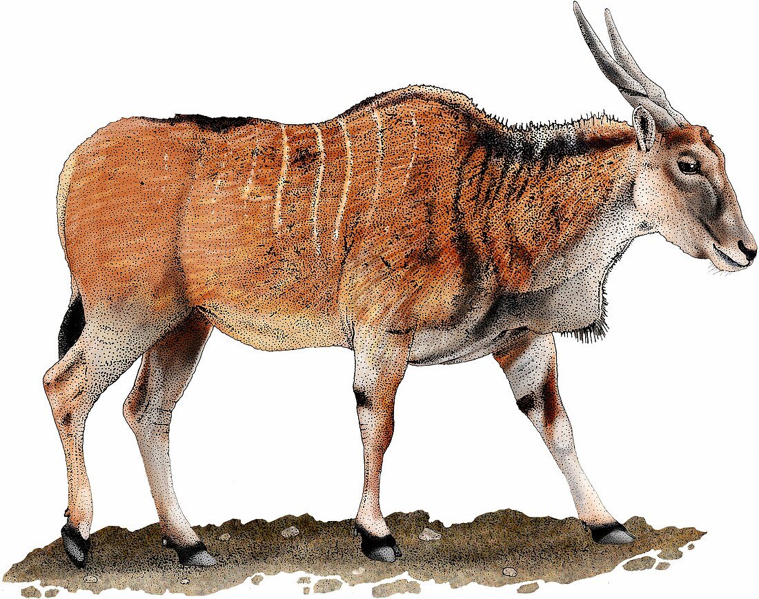 Common eland,Illustration