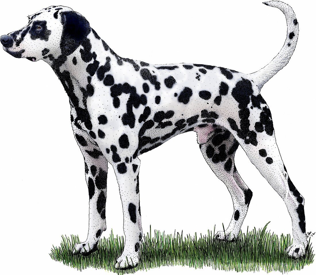 Dalmatian Dog,Illustration