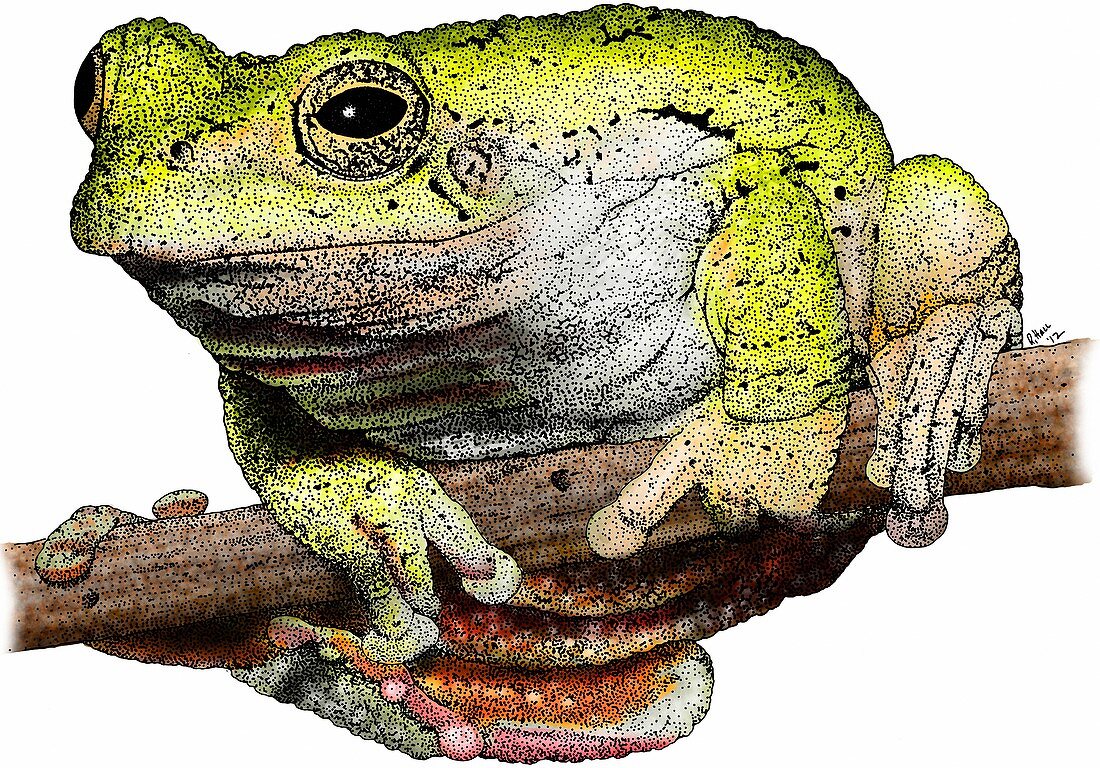 Eastern gray tree frog,Illustration
