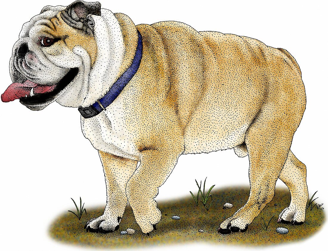 English bulldog,Illustration