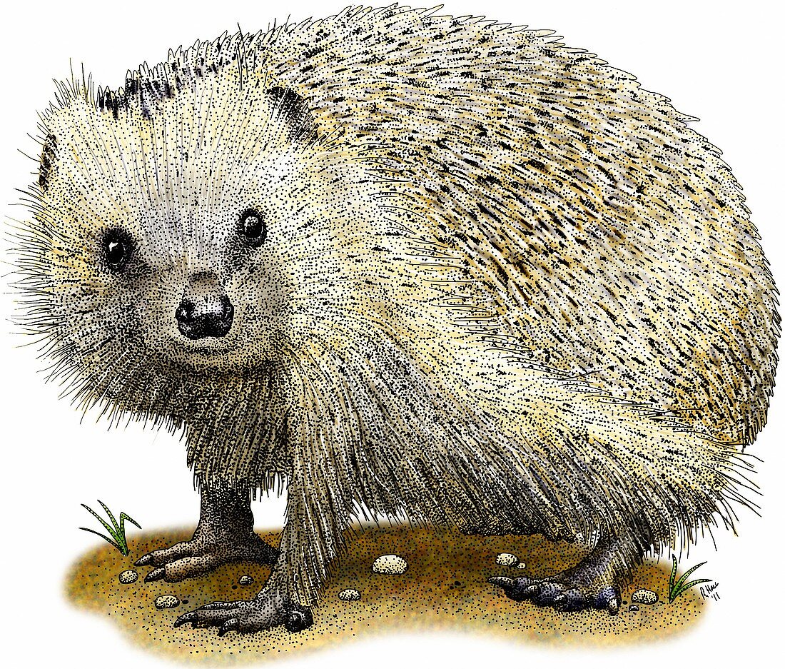 European hedgehog,Illustration