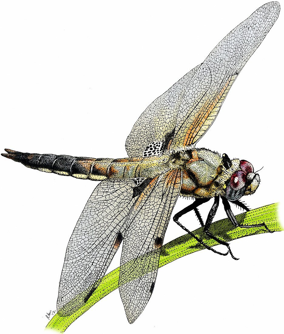 Four spot skimmer dragonfly,Illustration