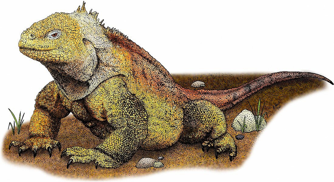 Galapagos land iguana,Illustration