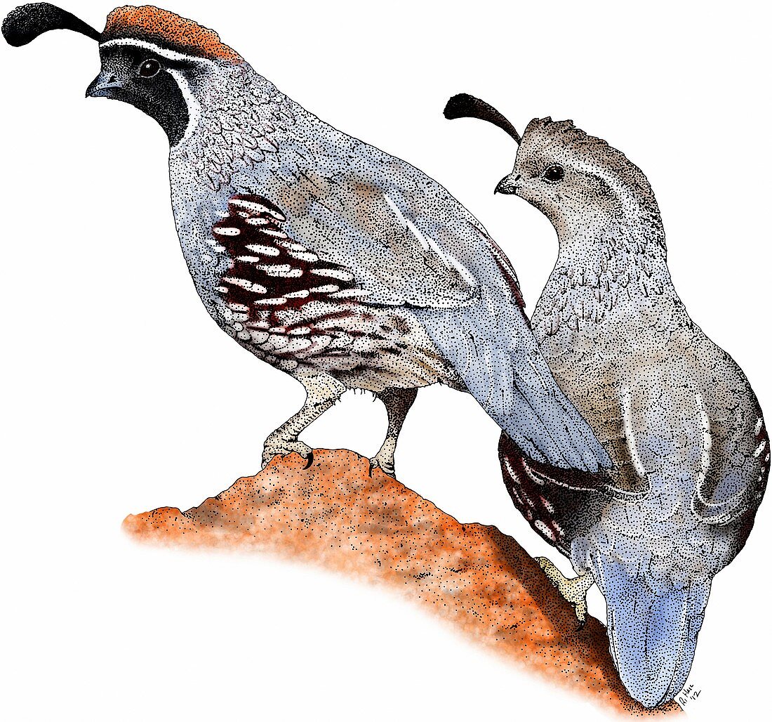 Gambel's quail,Illustration