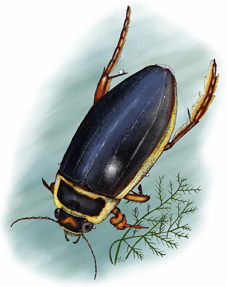 Great diving beetle,Illustration