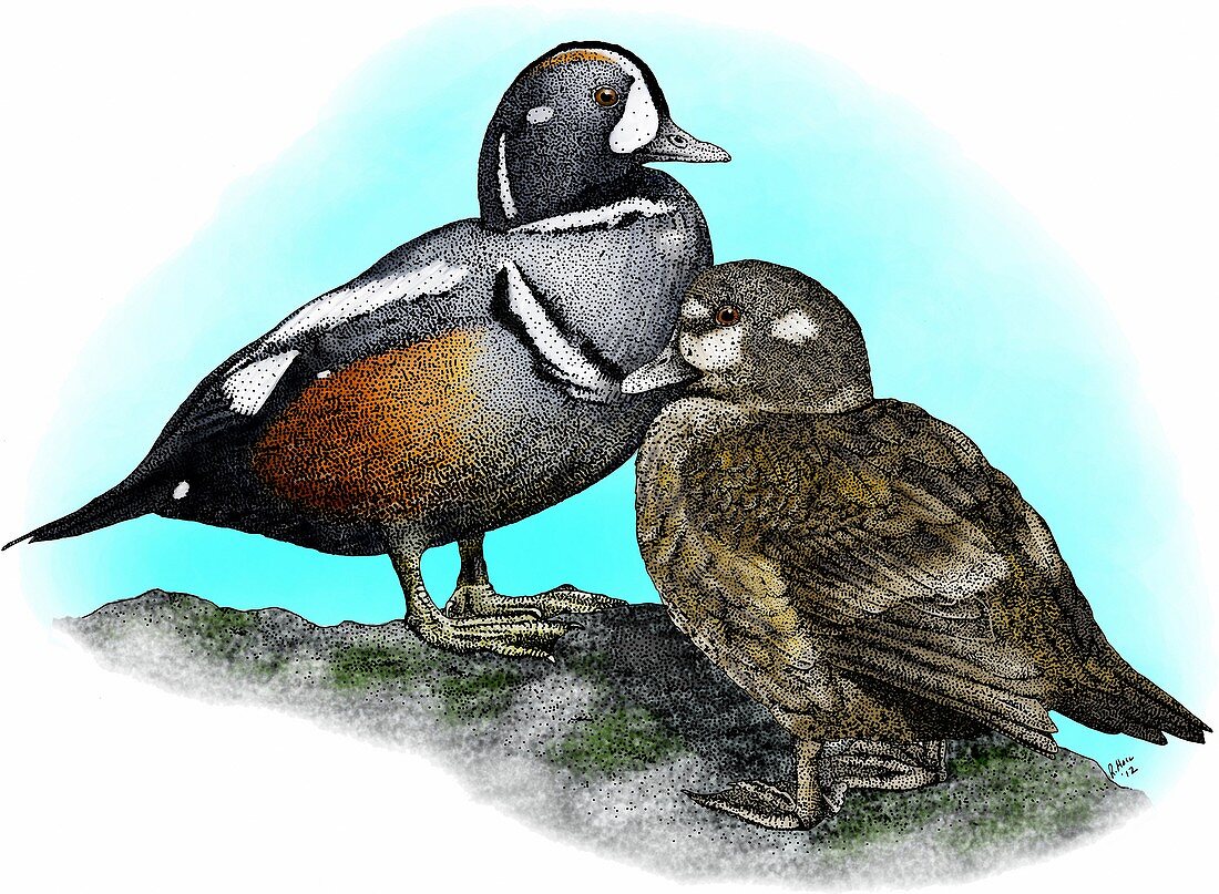 Harlequin ducks,Illustration