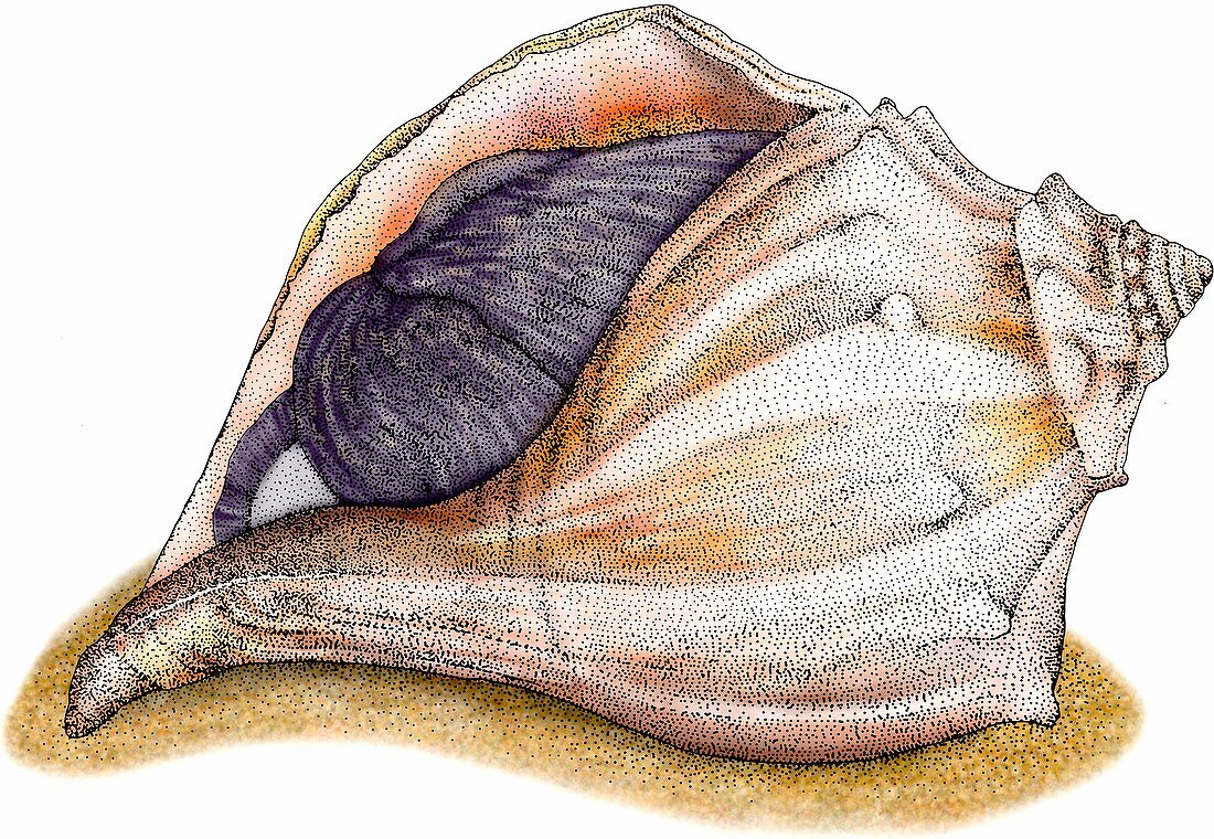 Knobbed whelk,Illustration