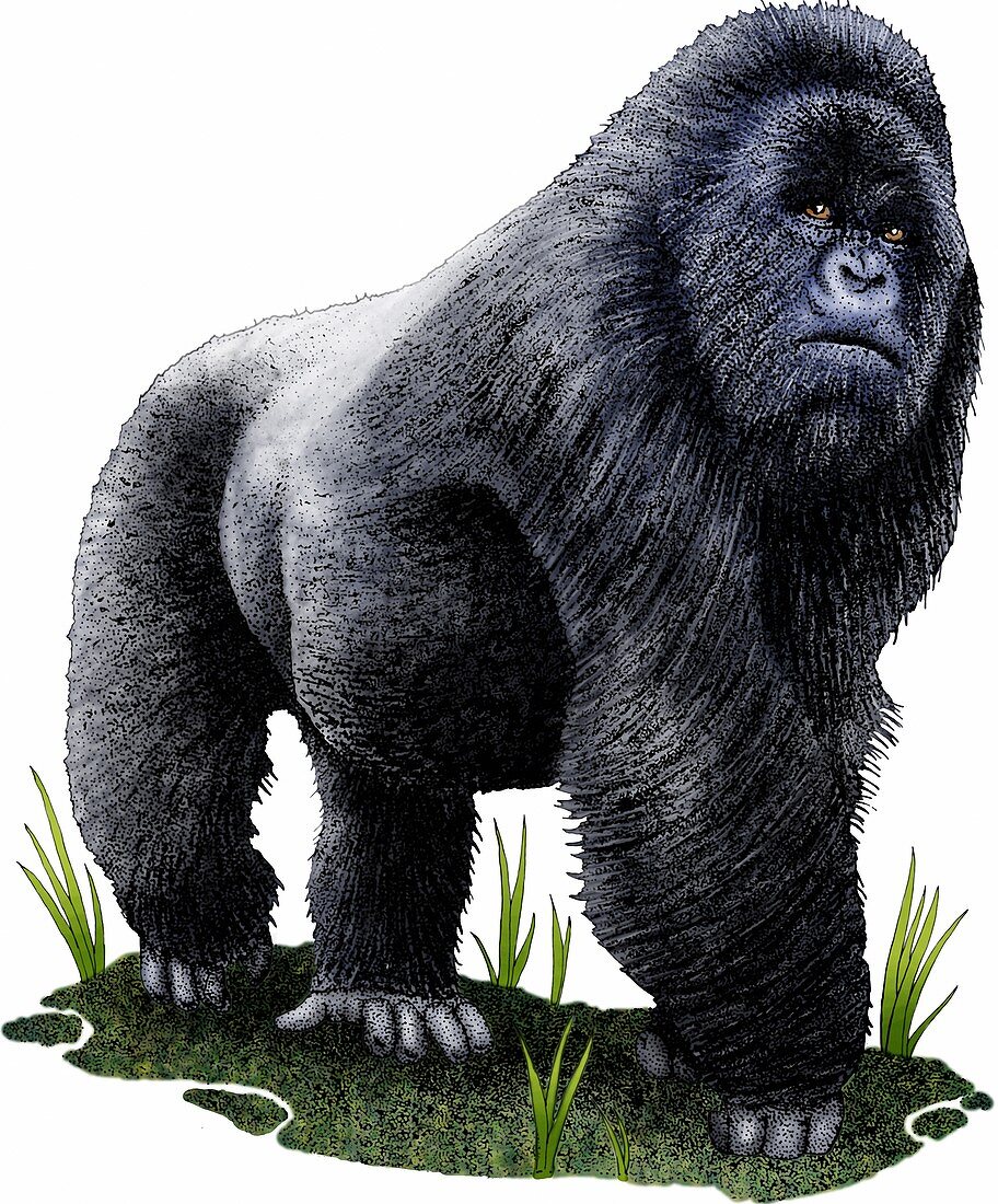 Mountain gorilla,Illustration