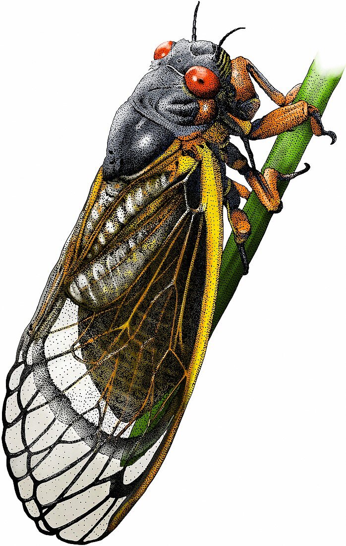 Periodical cicada,Illustration