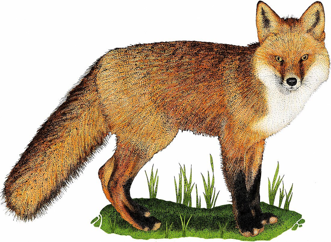 Red fox,Illustration