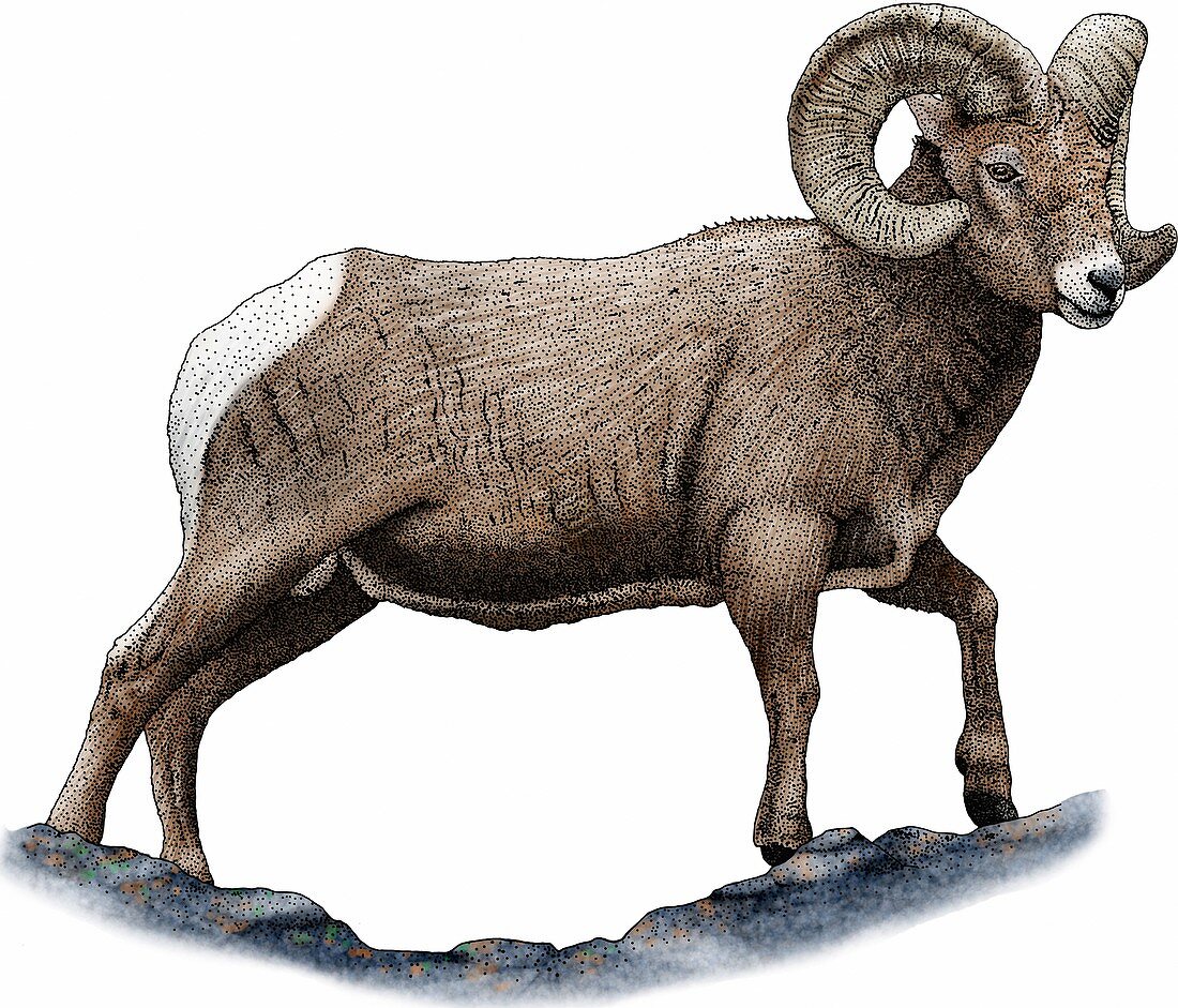 Bighorn sheep,Illustration