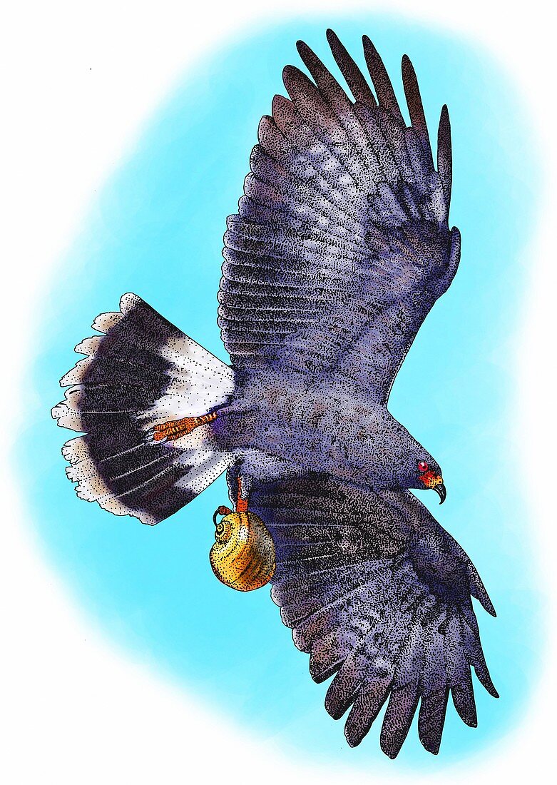 Snail kite,Illustration