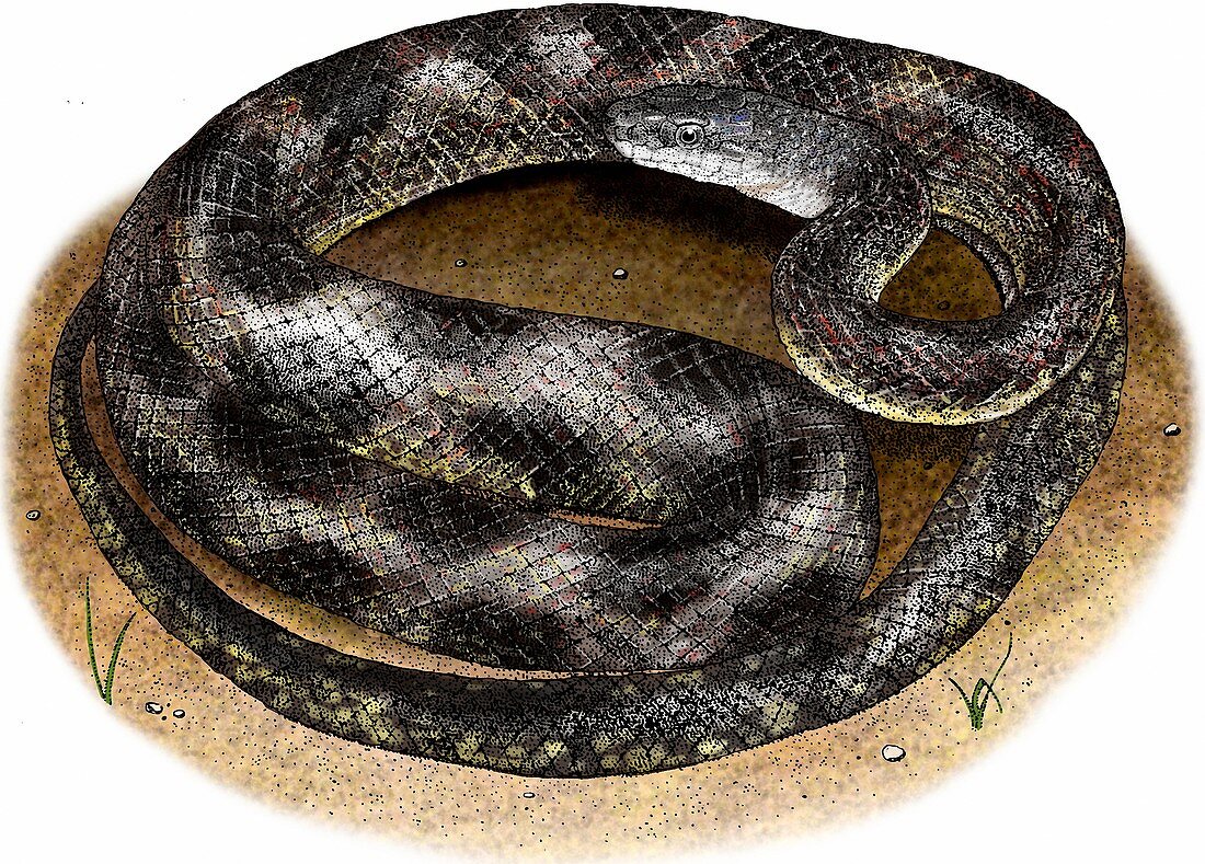 Texas rat snake,Illustration