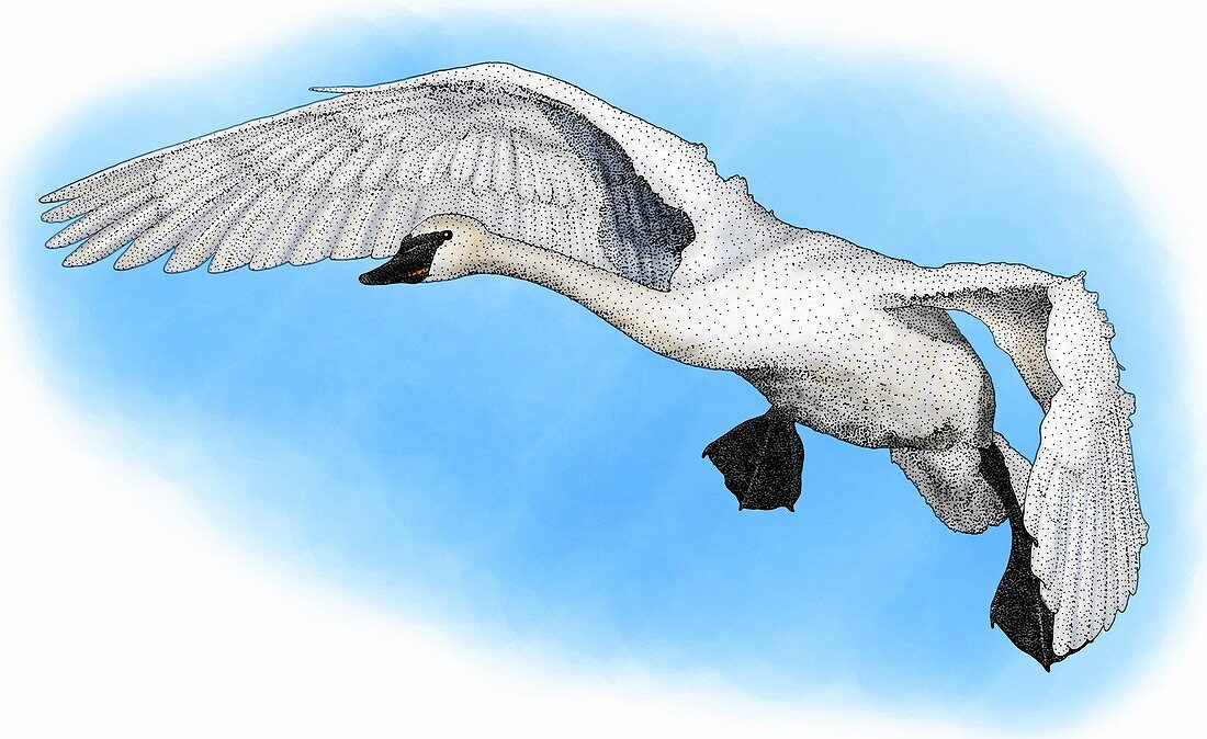 Trumpeter swan,Illustration