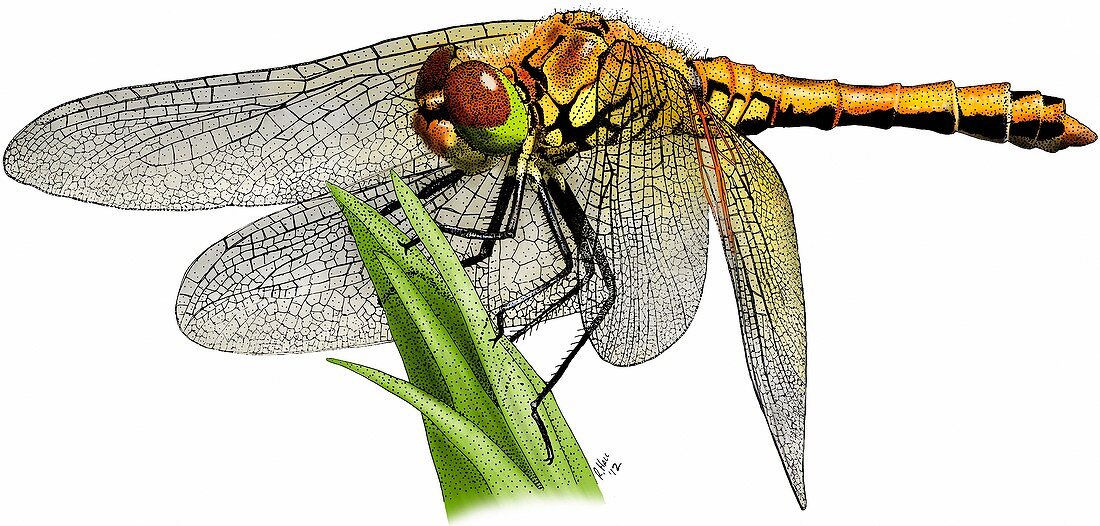 Meadowhawk dragonfly,Illustration