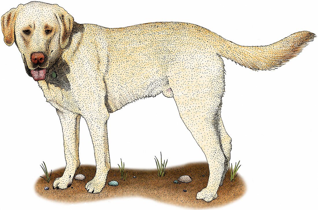 Yellow labrador retriever,Illustration
