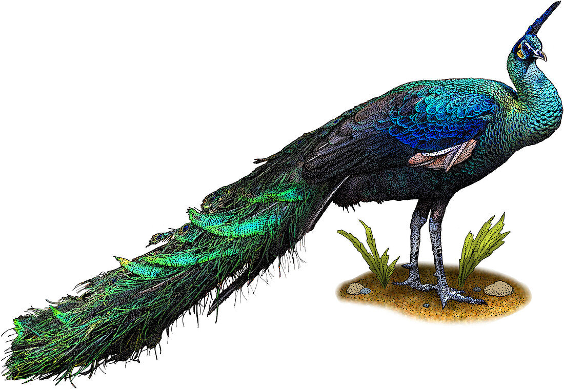 Green Peacock,Illustration