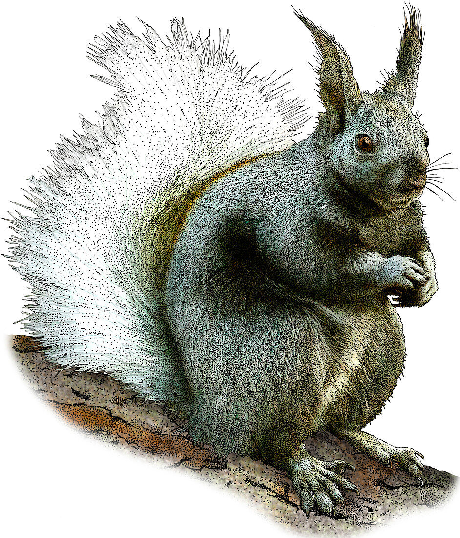 Kaibab Squirrel,Illustration