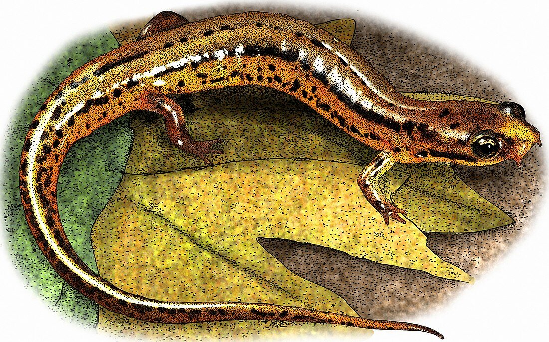 Patch Nosed Salamander,Illustration