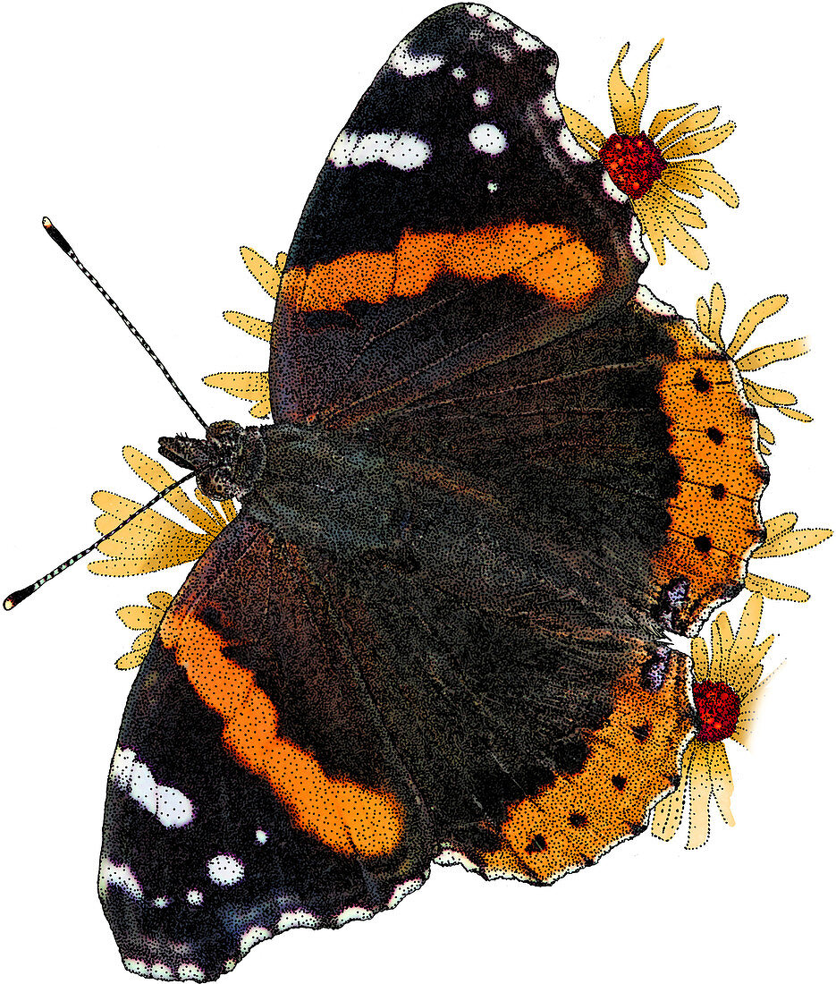 Red Admiral Butterfly,Illustration