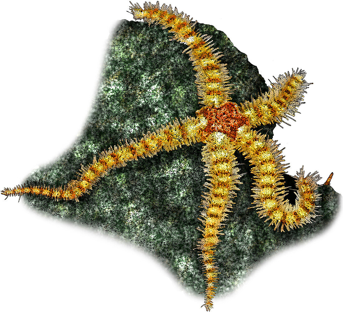 Spiny Brittle Star,Illustration