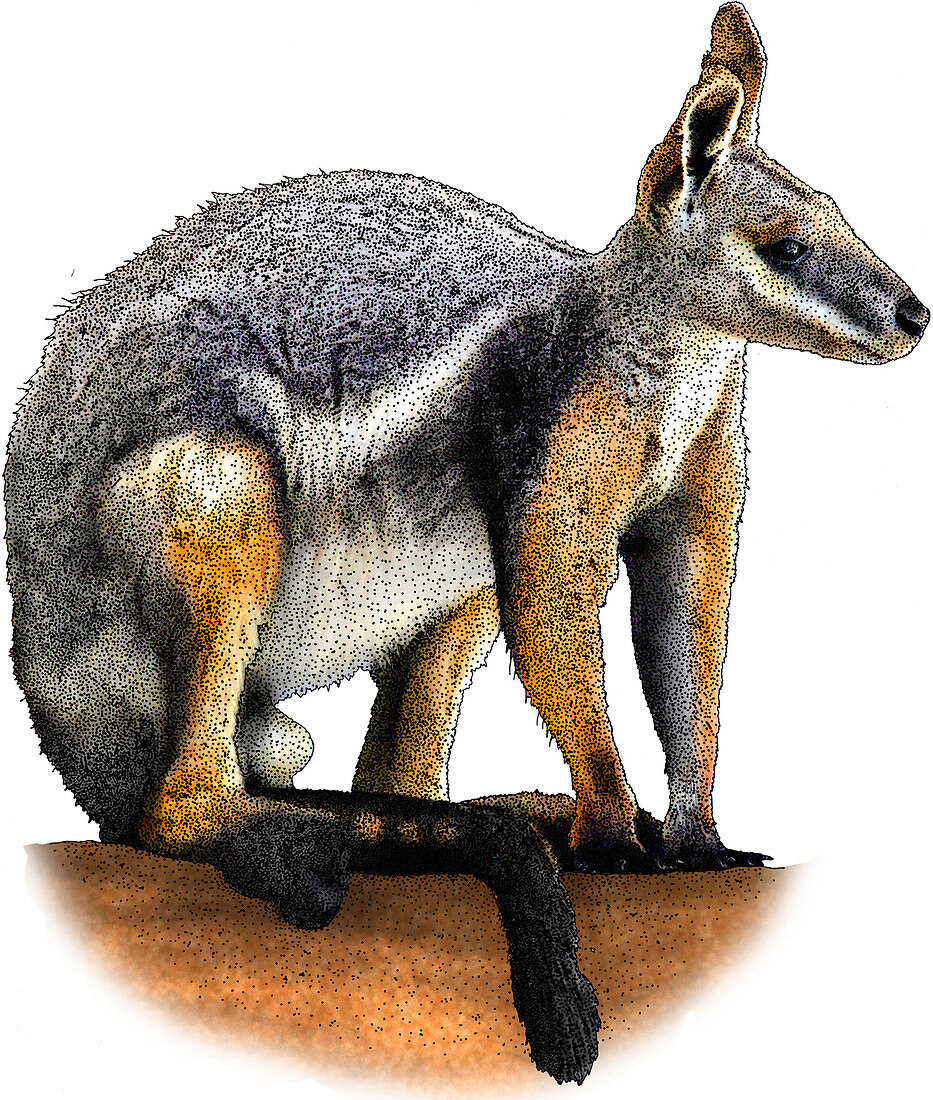 Yellow Footed Rock Wallaby,Illustration