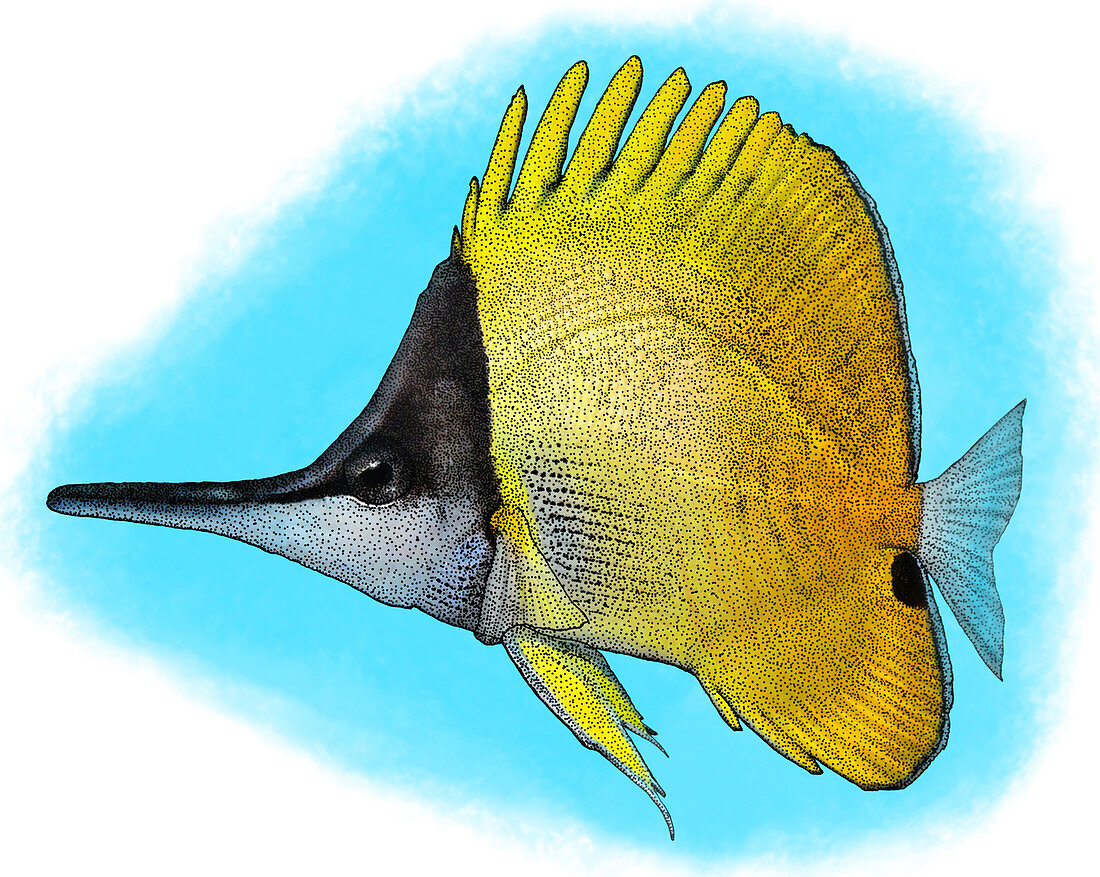 Longnose Butterflyfish,Illustration